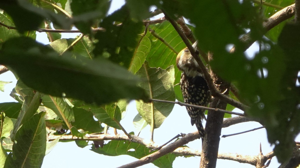 Yellow-crowned Woodpecker - Dinesh Sharma