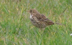 Meadow Pipit - ML615814962