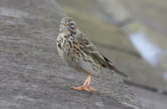 Meadow Pipit - ML615814963