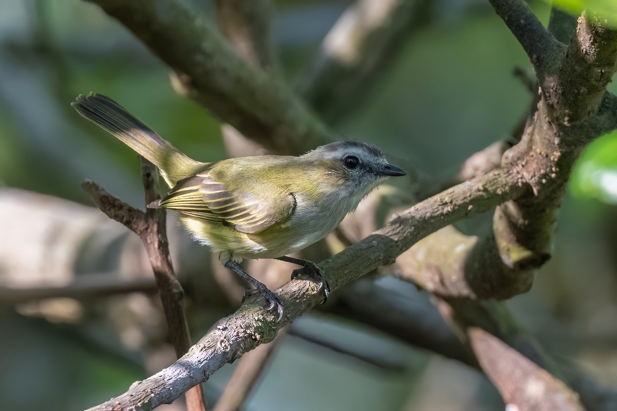 Guatemalan Tyrannulet - ML615814990