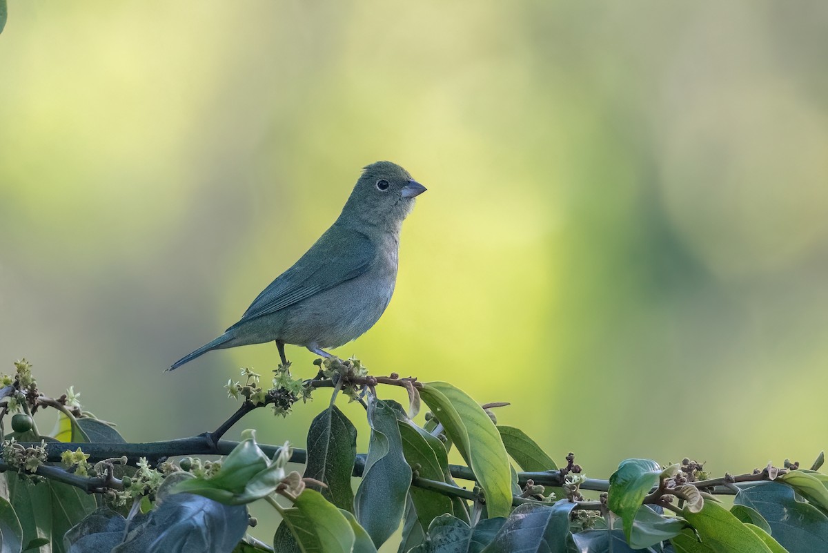 Painted Bunting - ML615814998