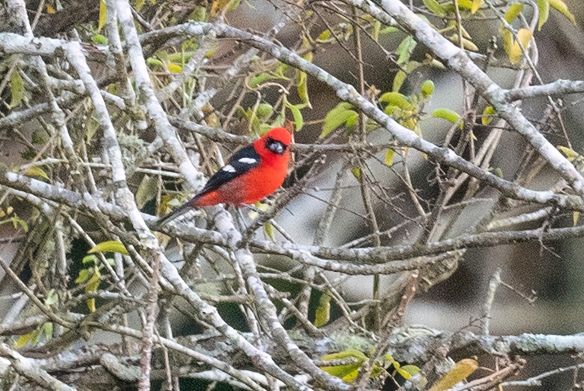 White-winged Tanager - ML615815007