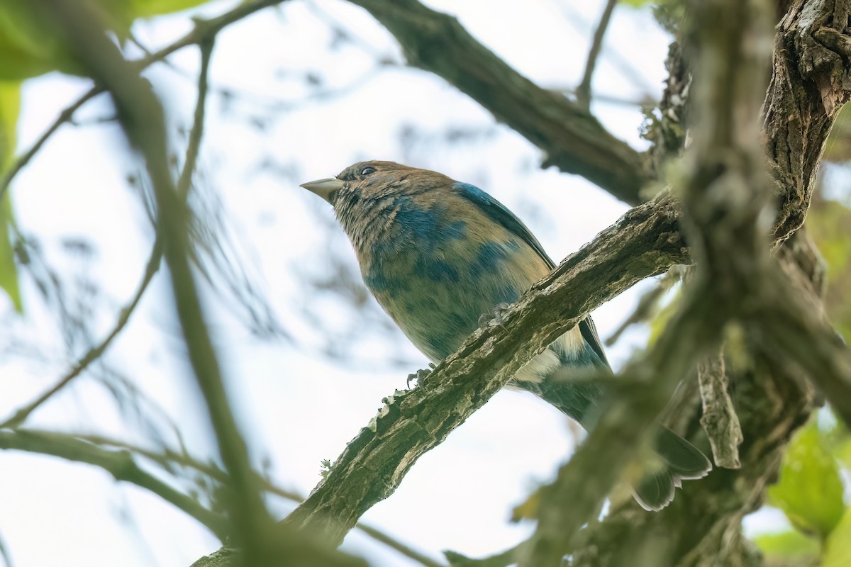 Indigo Bunting - ML615815010