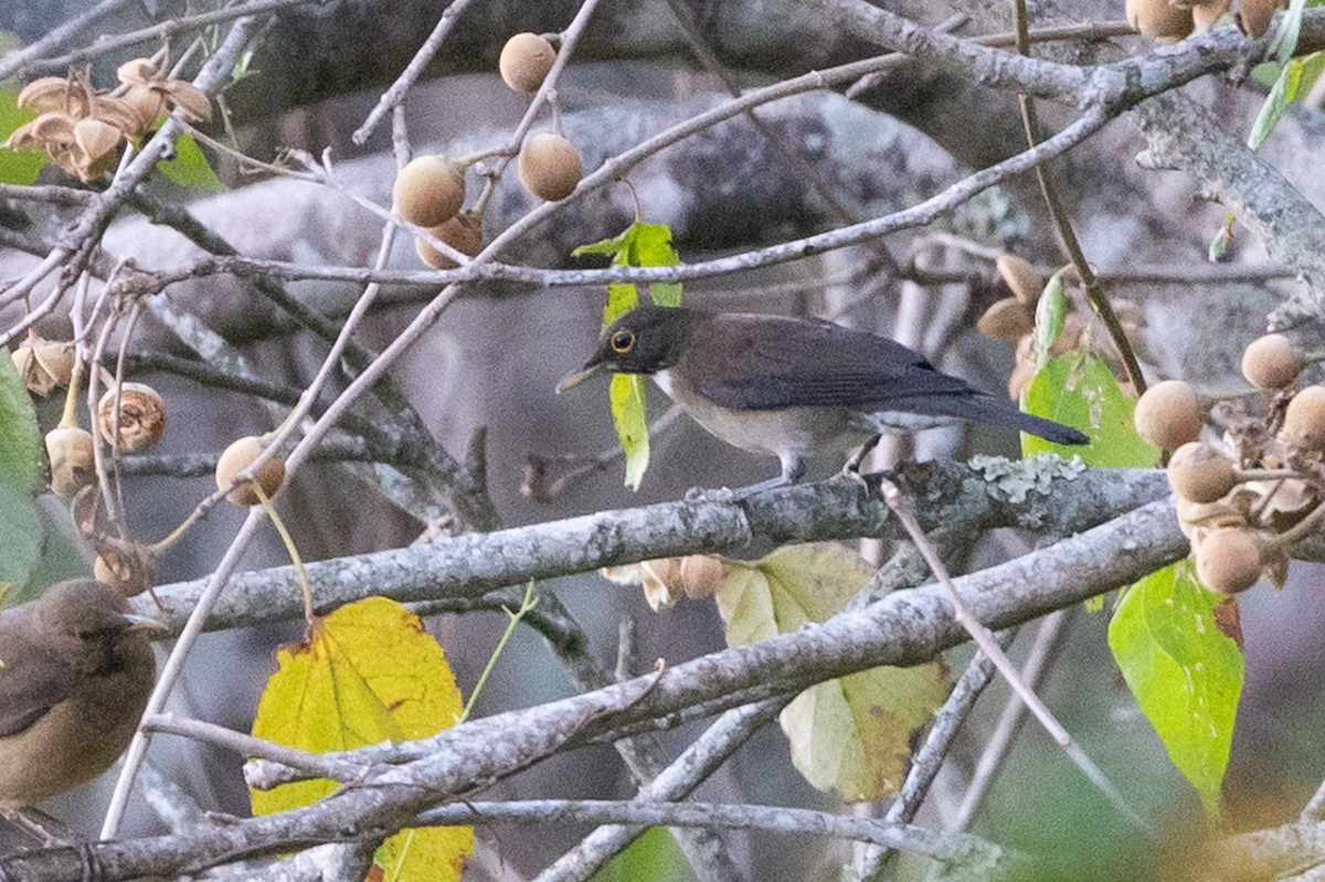 White-throated Thrush - ML615815017