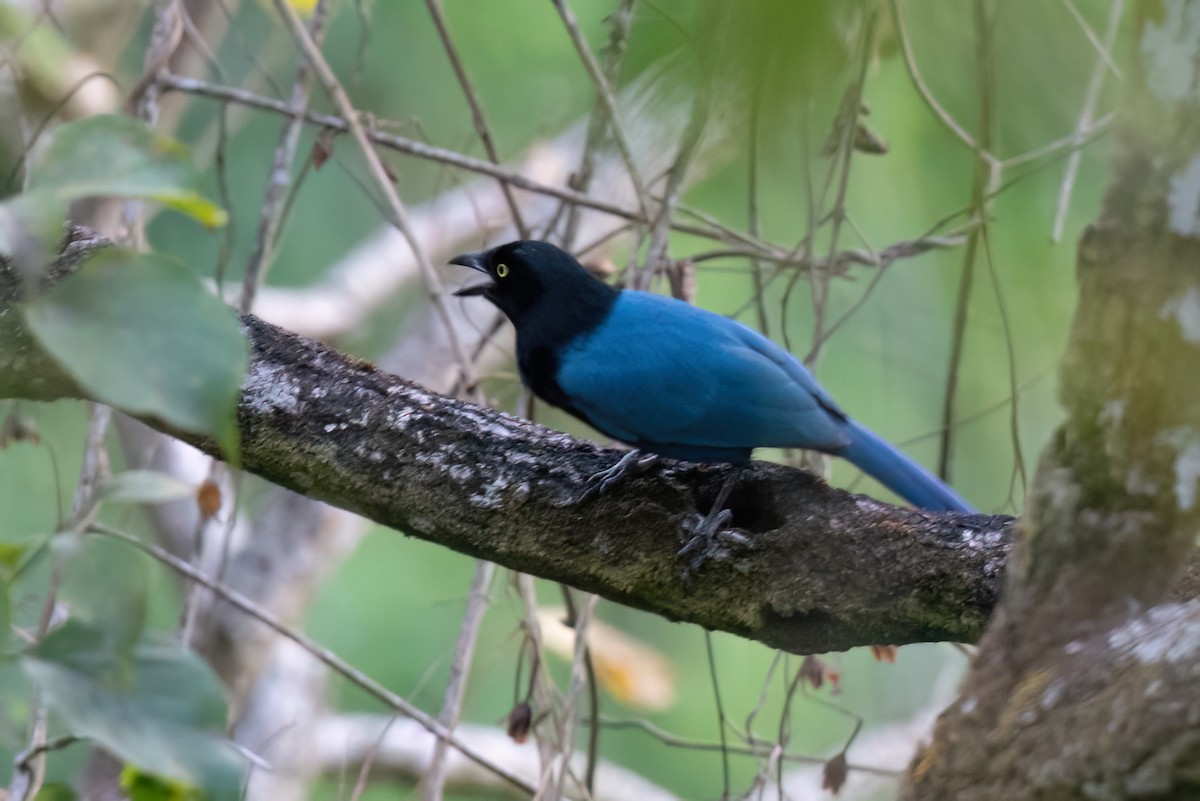 Bushy-crested Jay - ML615815021