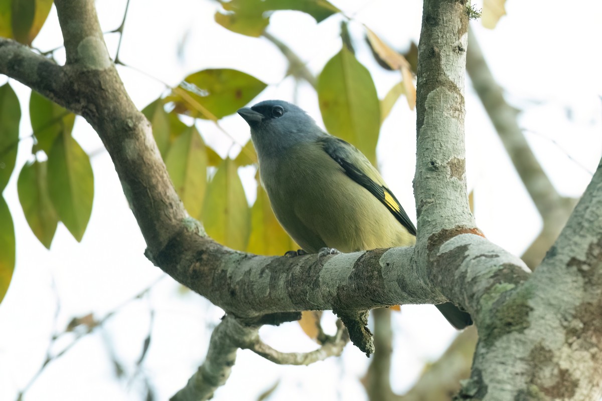 Yellow-winged Tanager - ML615815033