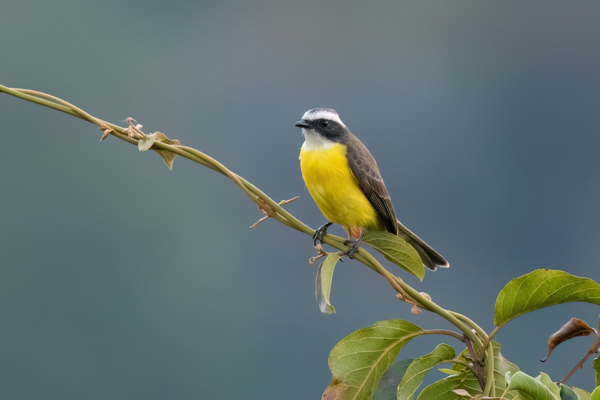 Social Flycatcher - ML615815037