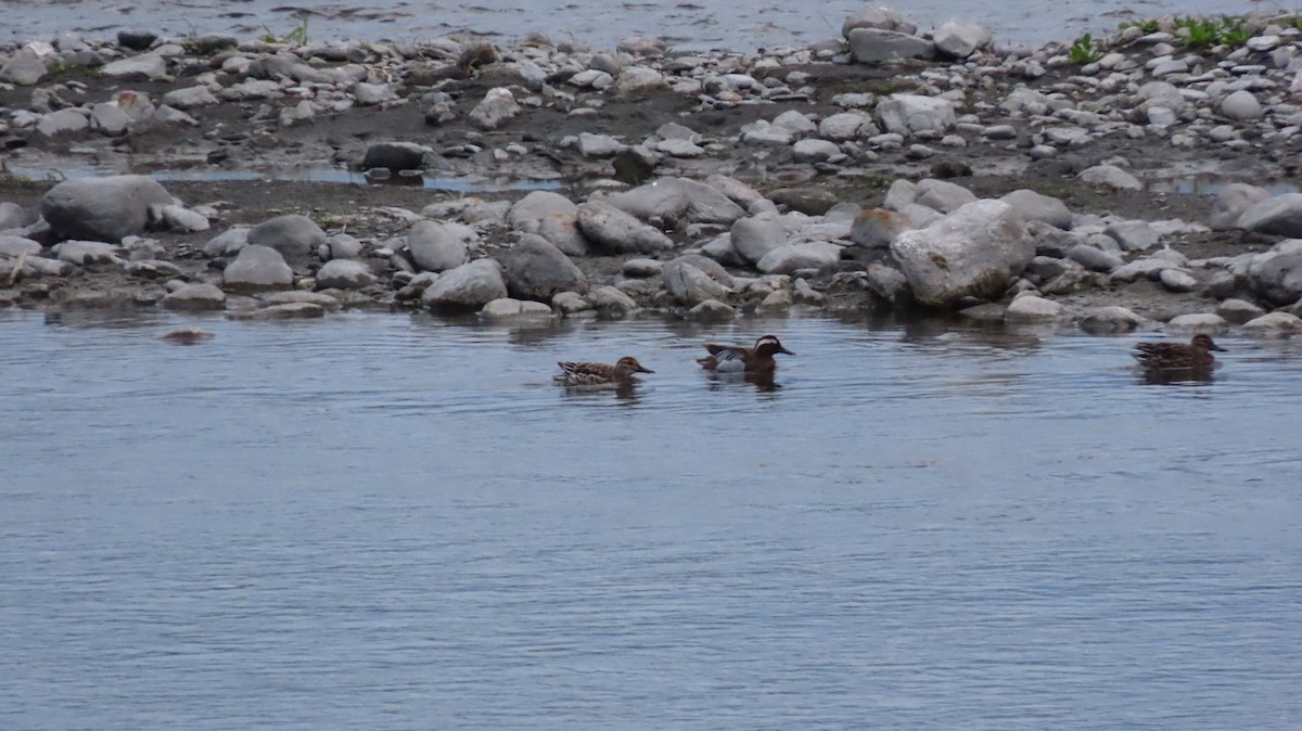 Garganey - ML615815110