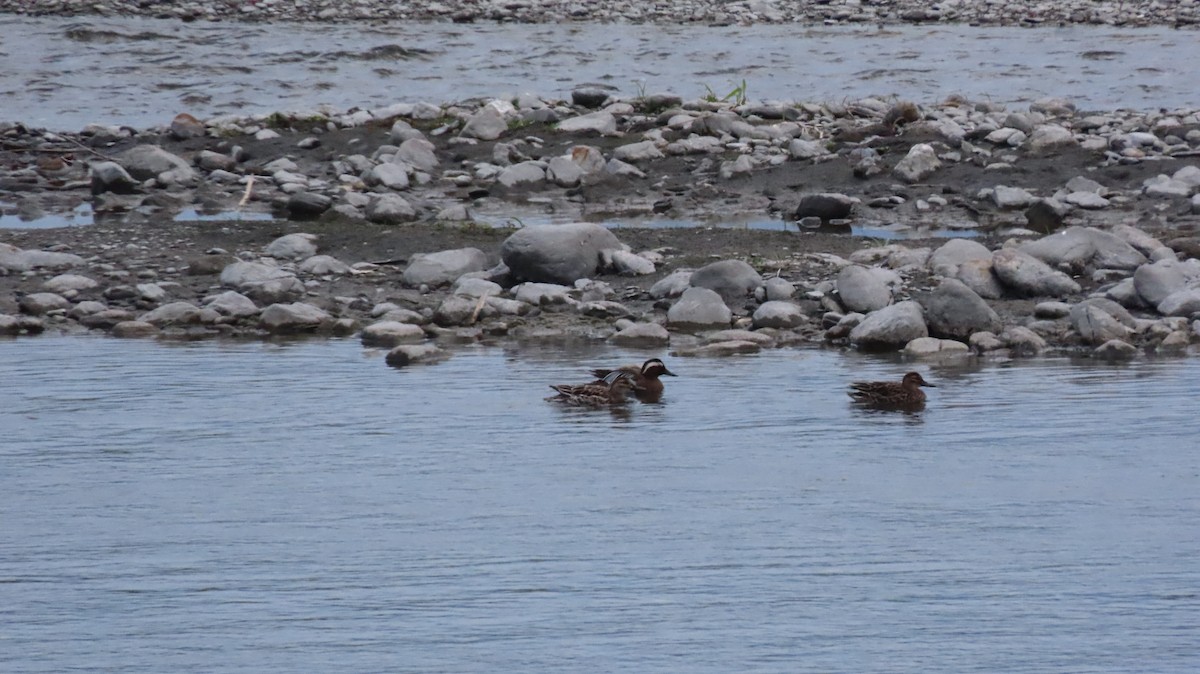 Garganey - Shih-Fan (仕凡) Chan (詹)