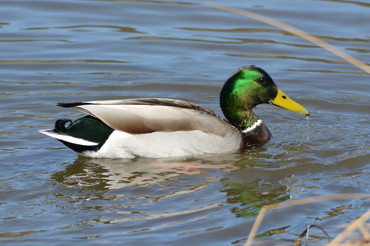 Mallard - ML615815190