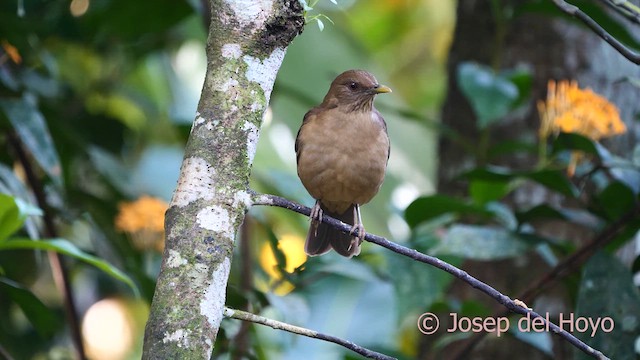 Clay-colored Thrush - ML615815197