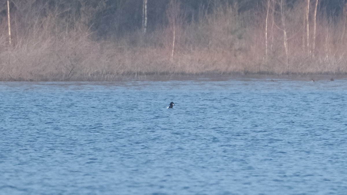 Common Goldeneye - ML615815201