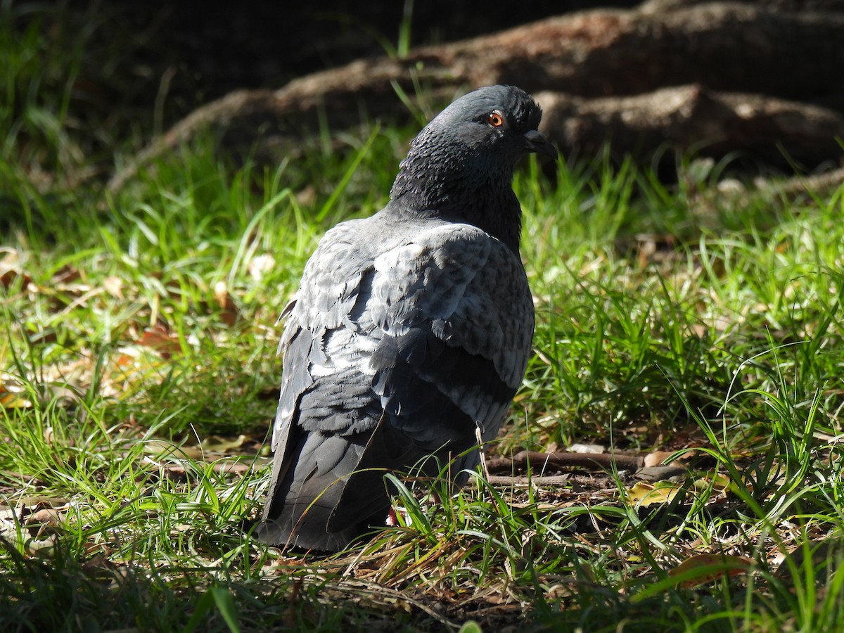 Rock Pigeon (Feral Pigeon) - ML615815214