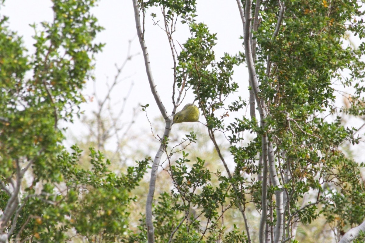 Orange-crowned Warbler - Loyan Beausoleil