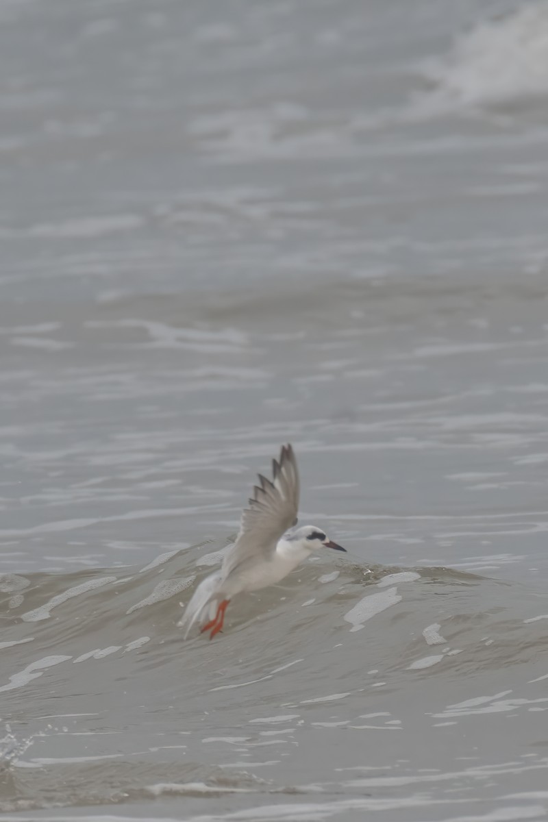 Forster's Tern - ML615815221