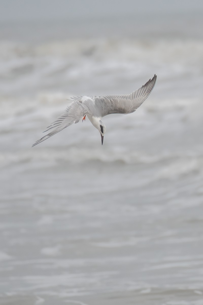 Forster's Tern - ML615815222