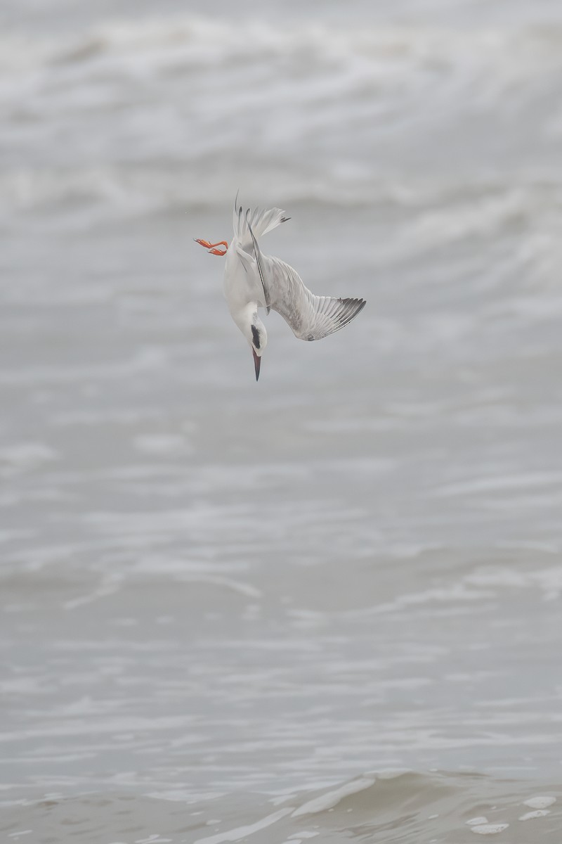 Forster's Tern - ML615815223