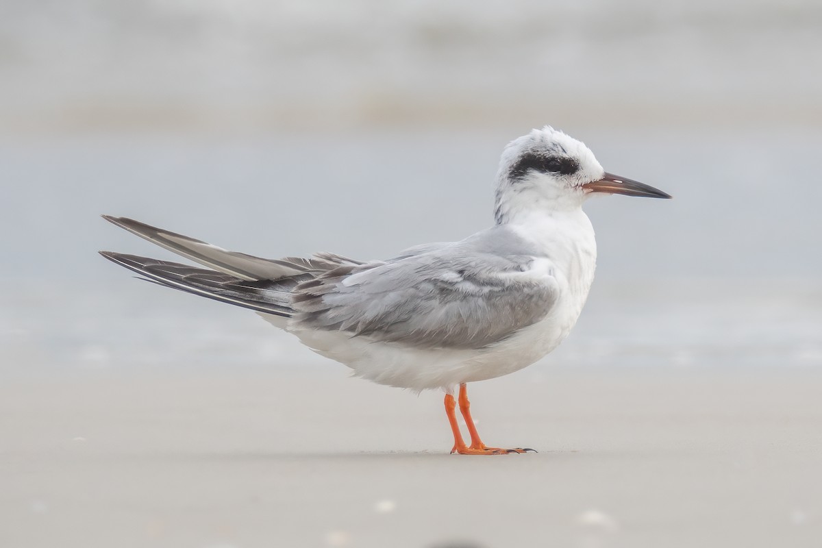 Forster's Tern - ML615815224