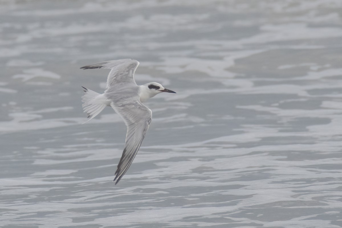 Forster's Tern - ML615815227