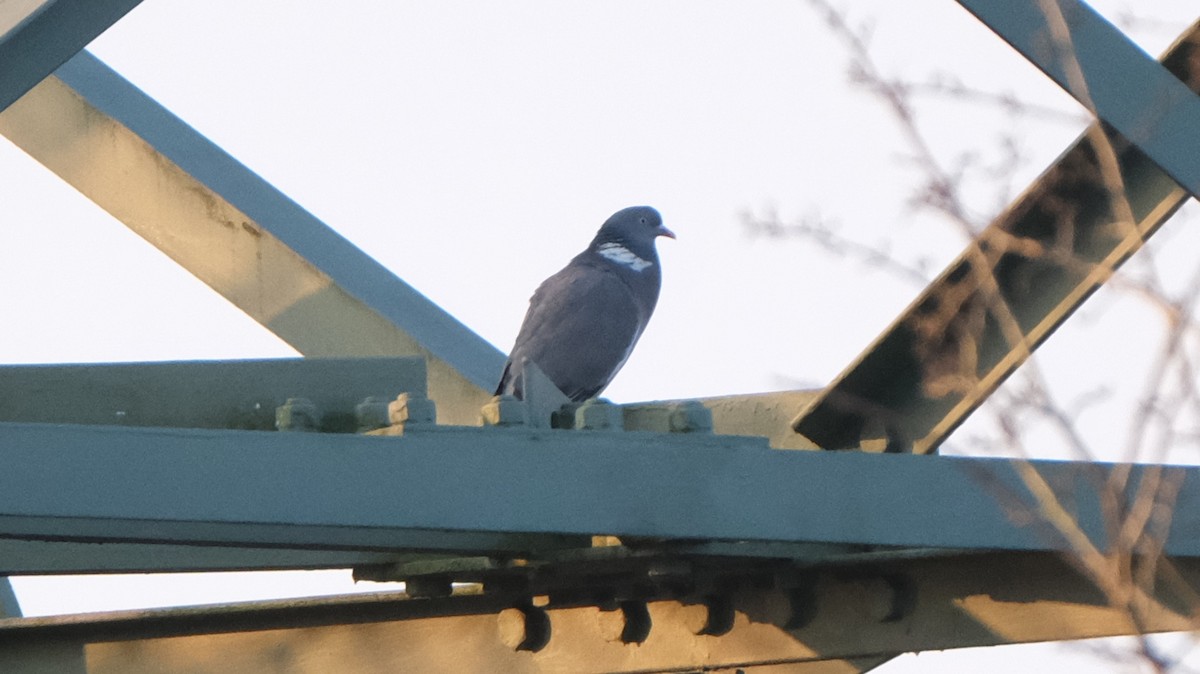 Common Wood-Pigeon - ML615815230