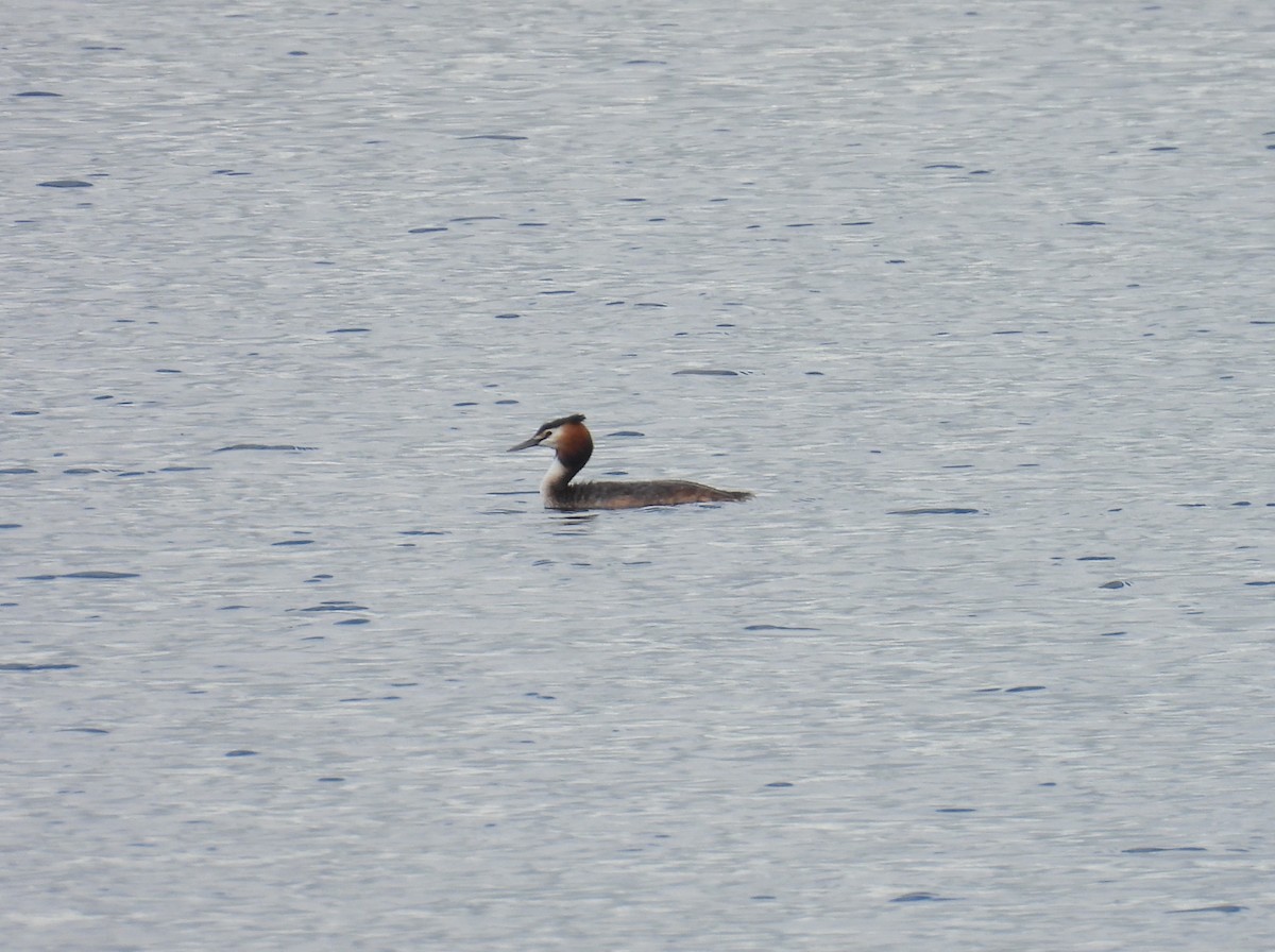 Great Crested Grebe - ML615815324