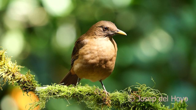 Clay-colored Thrush - ML615815335