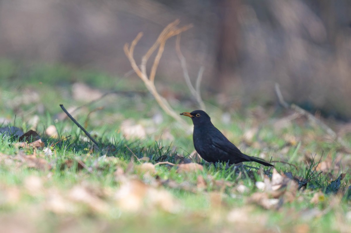 Eurasian Blackbird - ML615815393