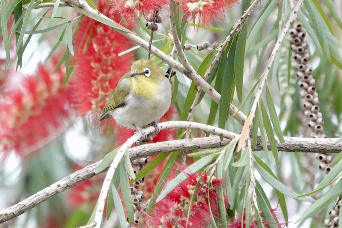 Swinhoe's White-eye - Lam Chan