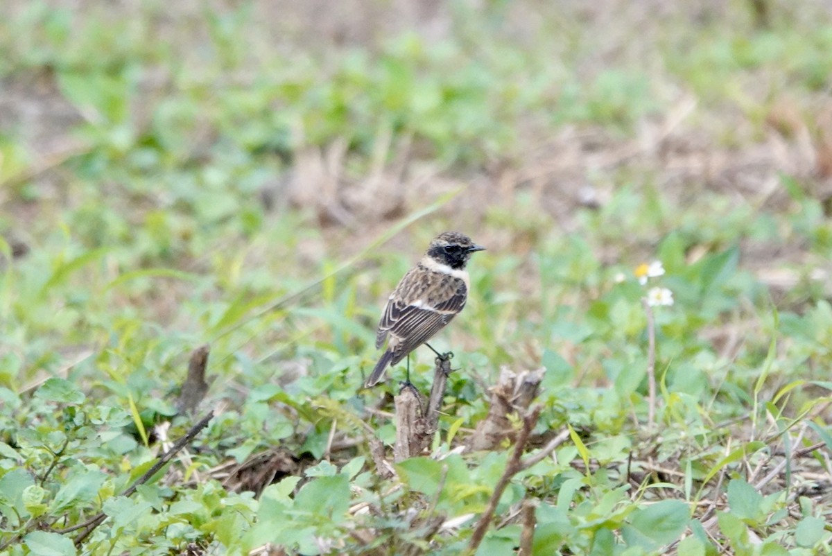 Amur Stonechat - Lam Chan