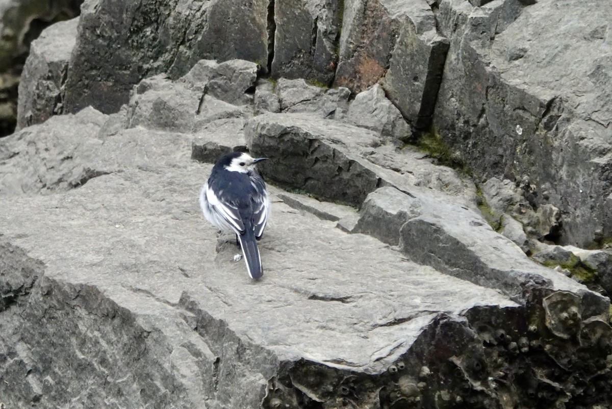 White Wagtail - Lam Chan