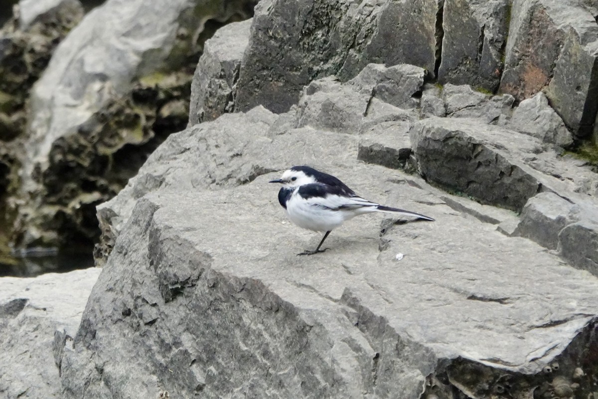 White Wagtail - Lam Chan