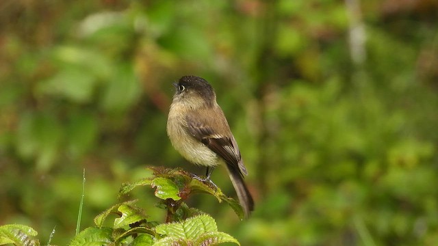 Mosquero Cabecinegro - ML615815429