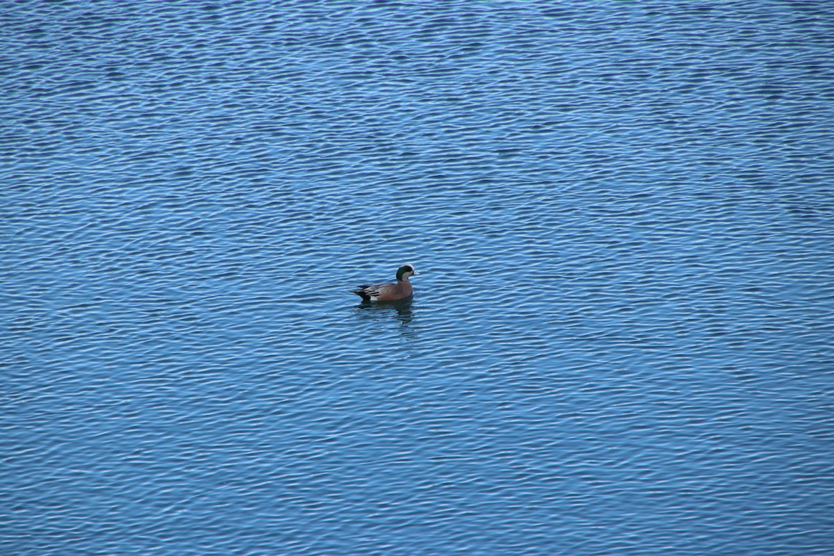 American Wigeon - ML615815502