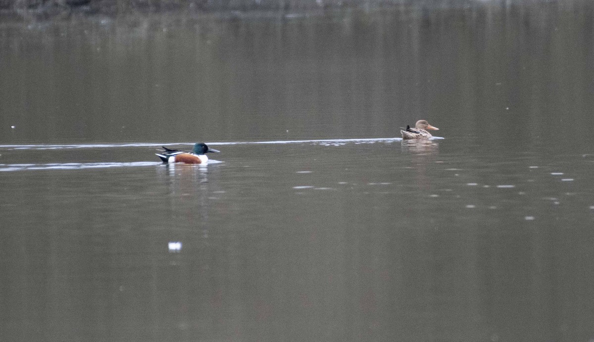 Northern Shoveler - ML615815514