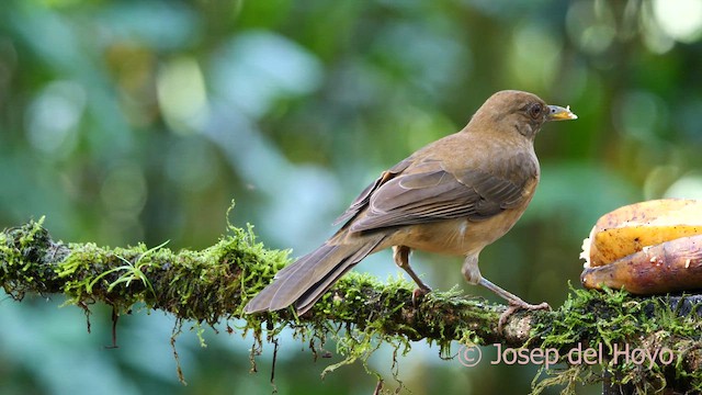 Clay-colored Thrush - ML615815523