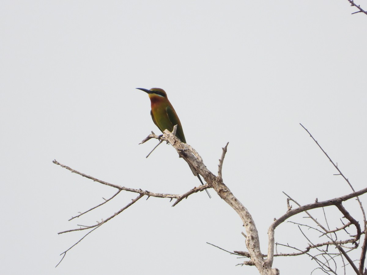 Blue-tailed Bee-eater - ML615815537