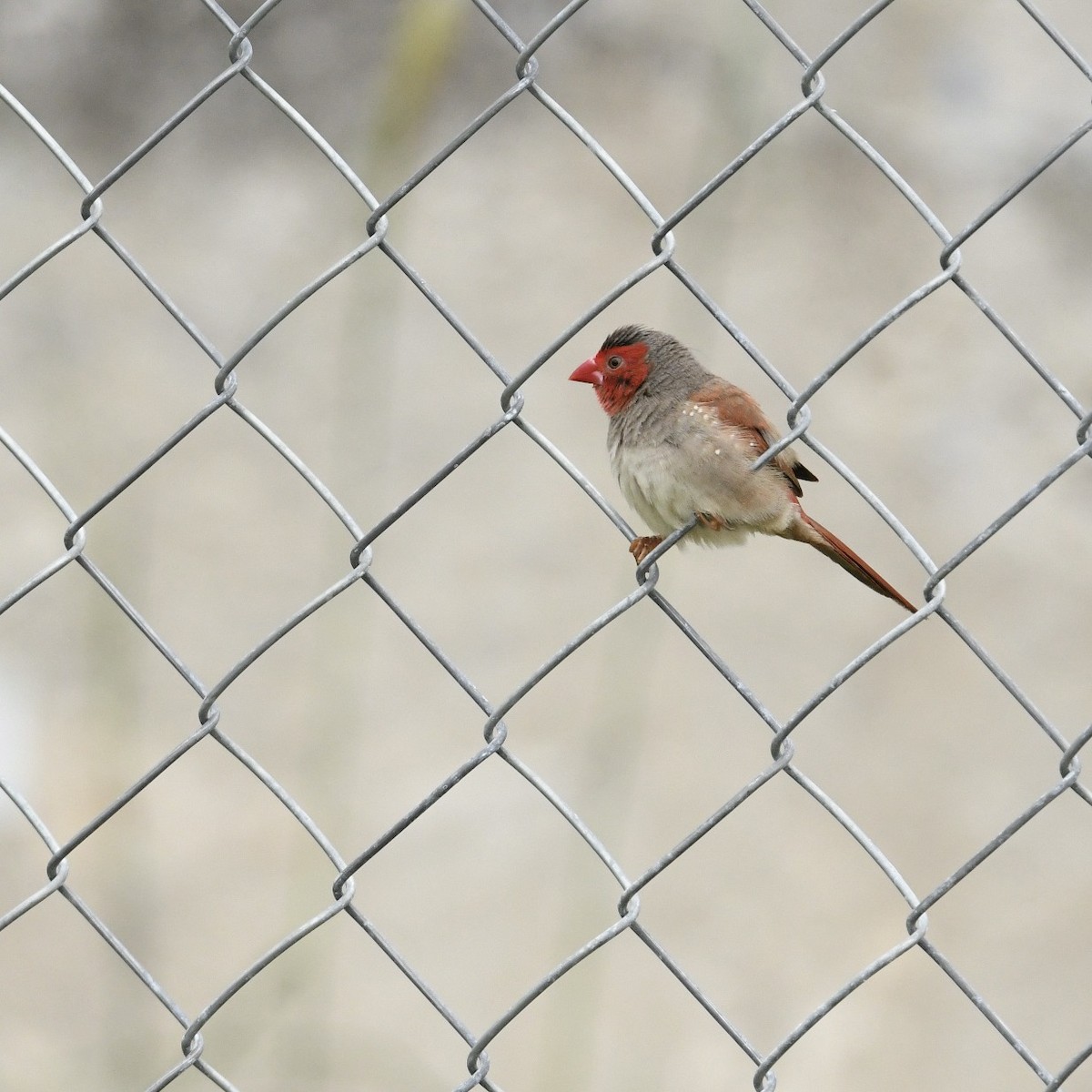 Crimson Finch - ML615815580