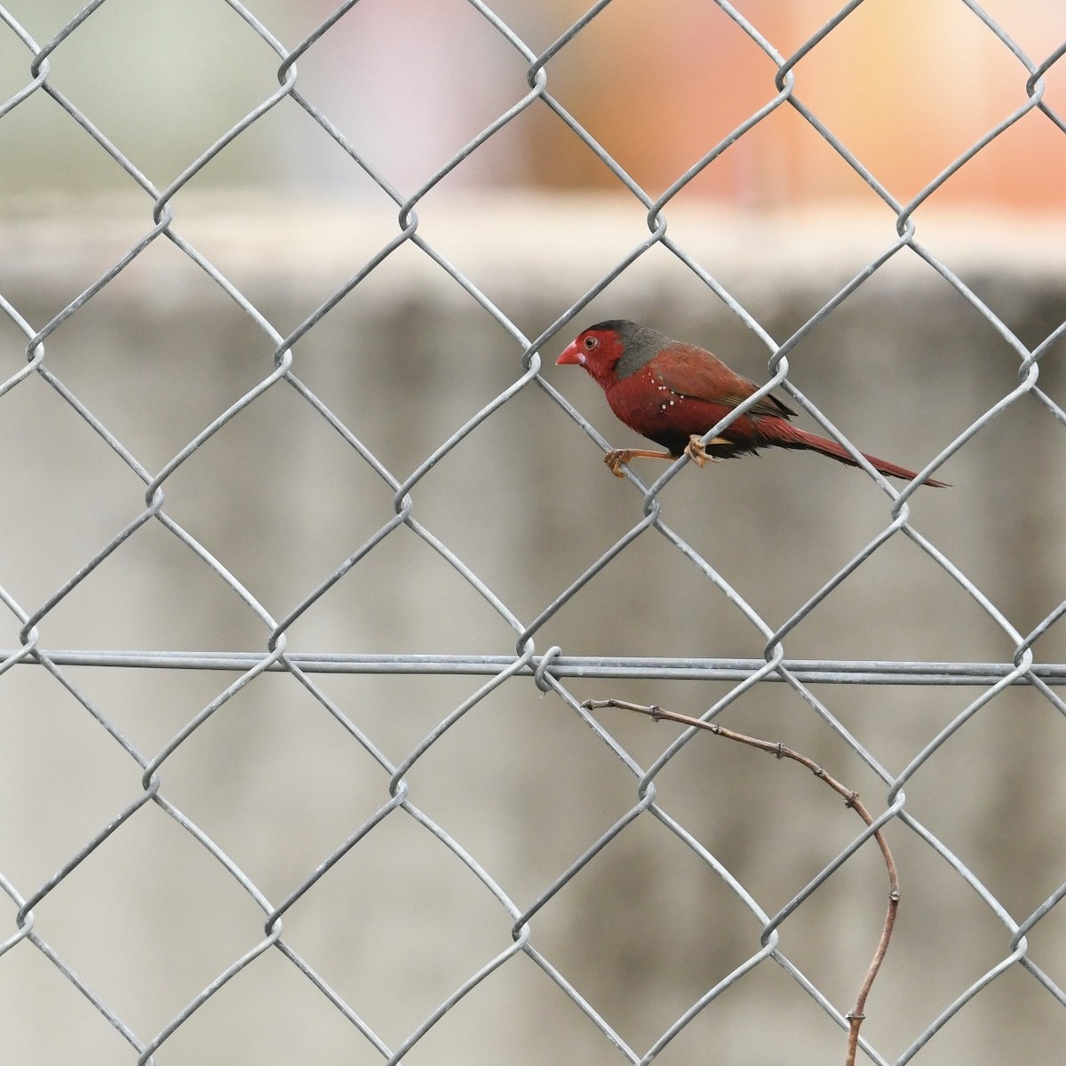 Crimson Finch - ML615815581