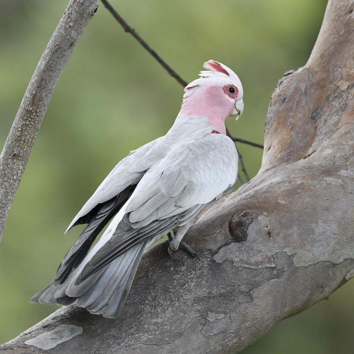 Galah - ML615815586