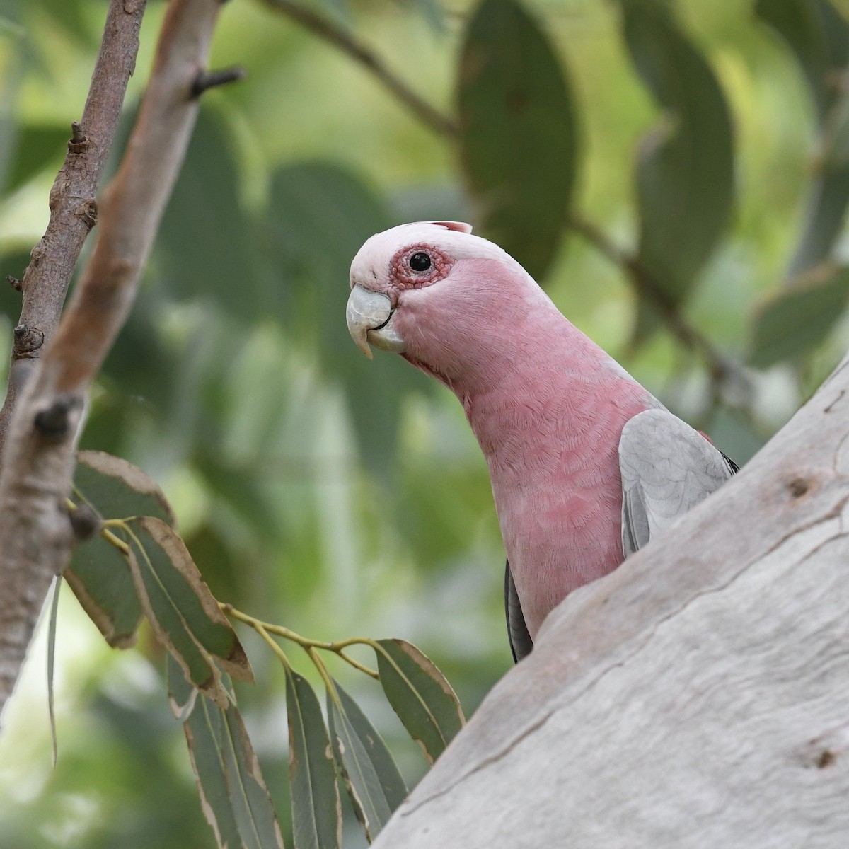 Galah - ML615815588