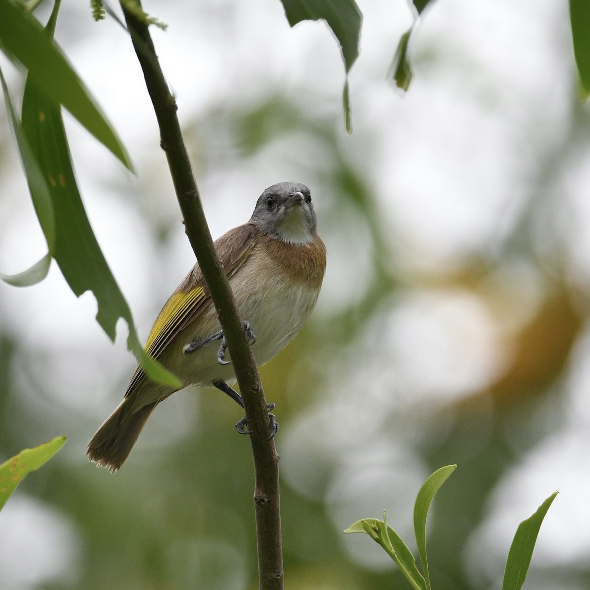 Rufous-banded Honeyeater - Diane Nastase