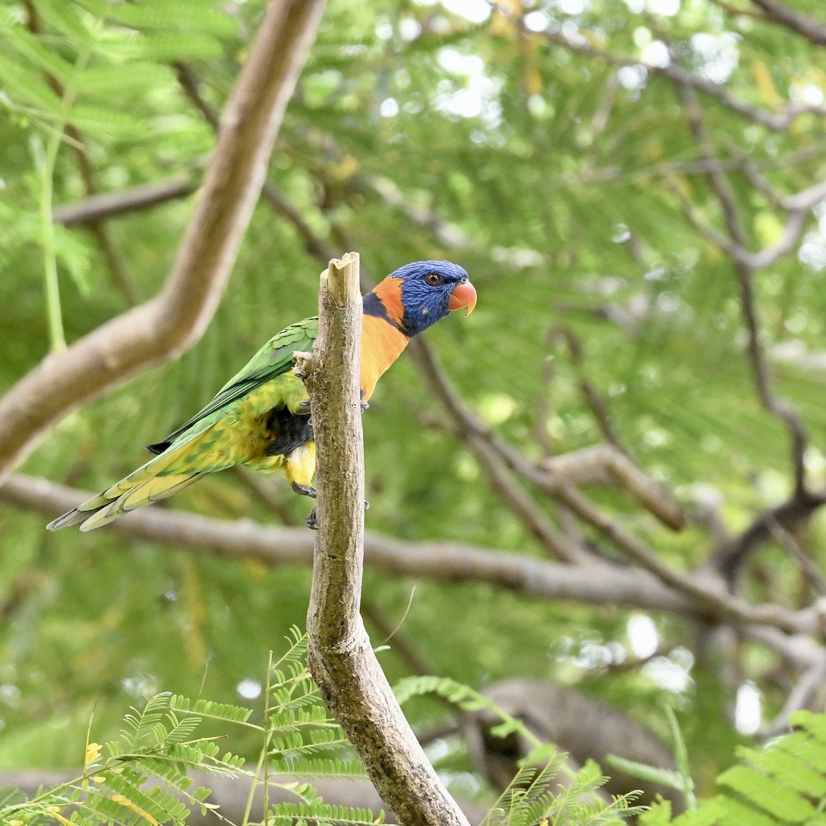 Red-collared Lorikeet - ML615815597