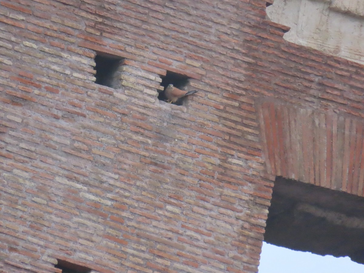 Боривітер степовий/звичайний - ML615815646