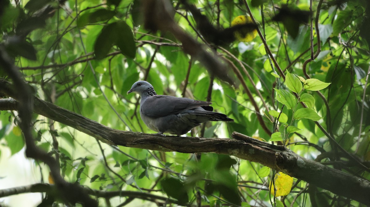 Nilgiri Wood-Pigeon - ML615815648