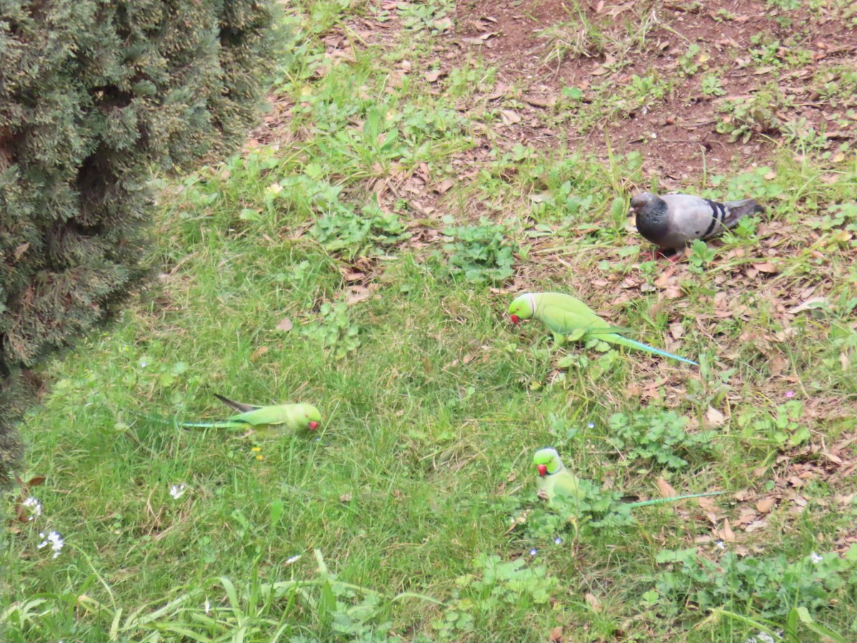 Perruche à collier - ML615815651