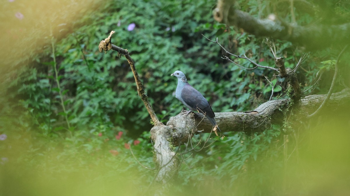 Nilgiri Wood-Pigeon - ML615815653