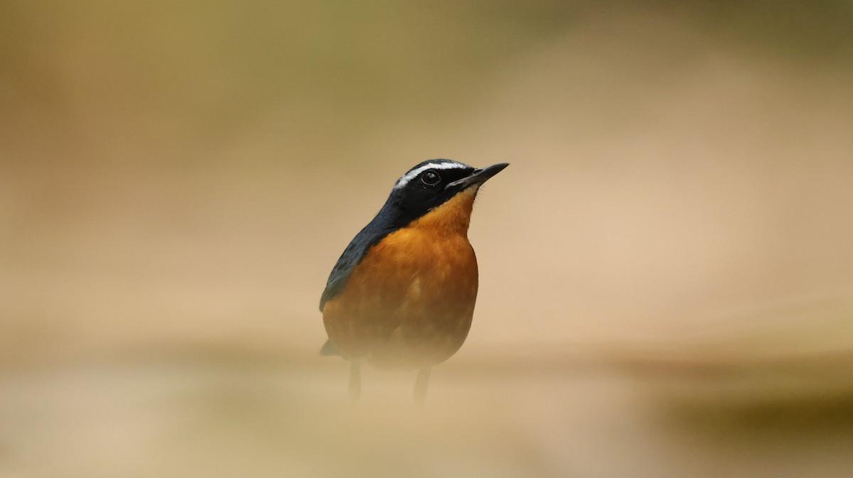 Indian Blue Robin - ML615815670