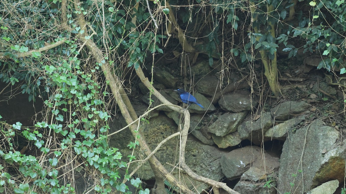 Малабарская синяя птица - ML615815675