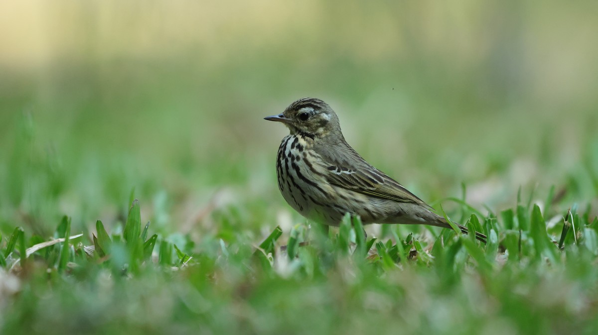 Olive-backed Pipit - ML615815684