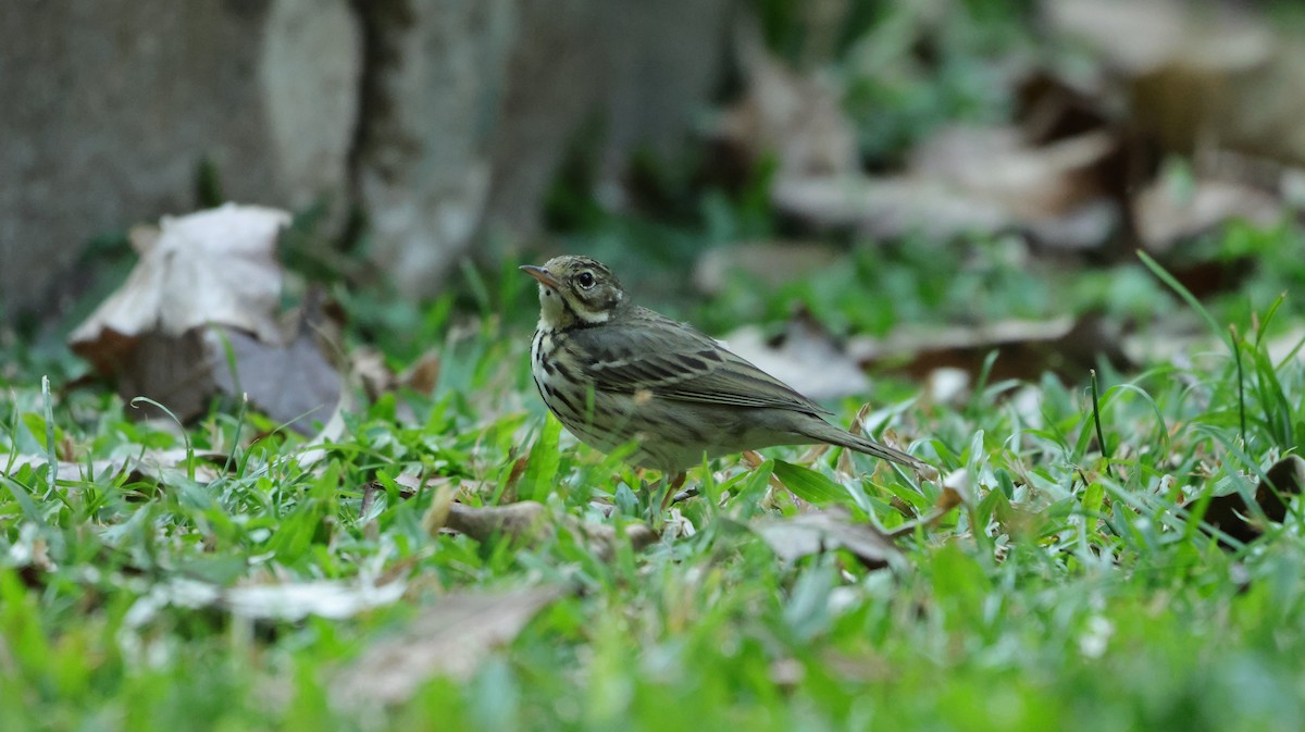 Olive-backed Pipit - ML615815689